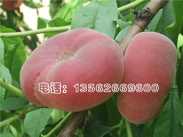 罗马红蟠桃苗