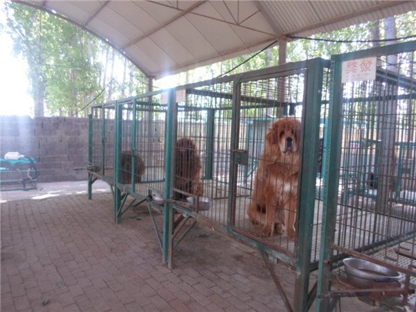 藏獒养殖笼定制 山东最知名的藏獒养殖笼供应