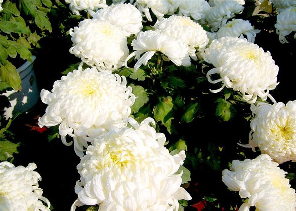 黄菊花价格：特价白菊花供应尽在清波花卉