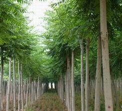 口碑好的毛白杨出售，质量优、价格低的毛白杨，木林