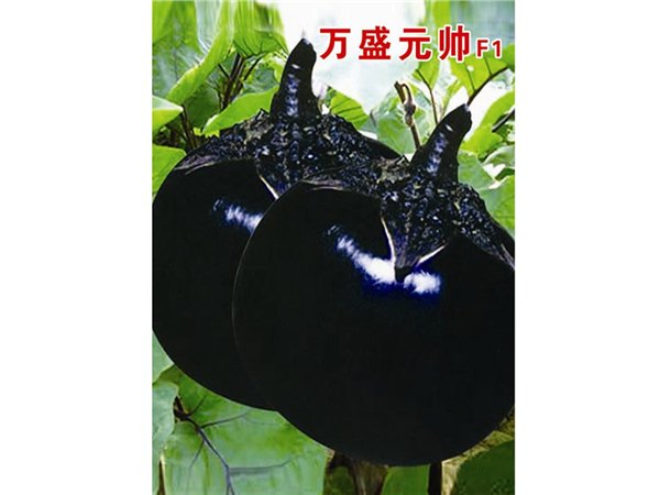 果面油亮黑紫坐果能力强茄子种子——寿光万盛种业