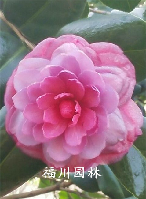 茶花价格量大从优 成都茶花苗