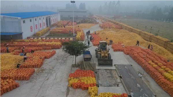玉米批发报价，为您推荐质量好的玉米