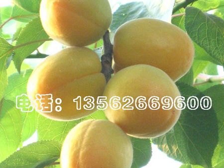 极早甜杏-极早甜杏价格-极早甜杏批发-晟博园林
