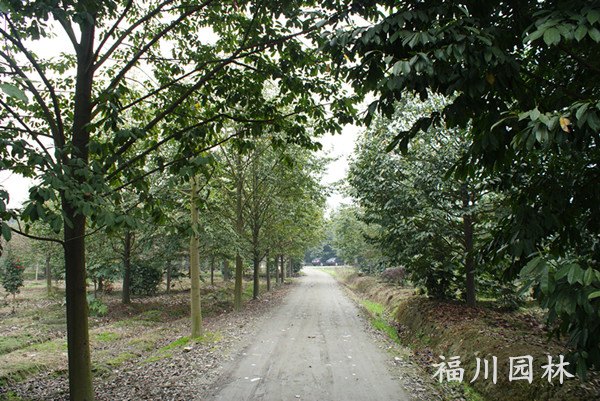 福川园林出售优惠的乐昌含笑——江苏乐昌含笑