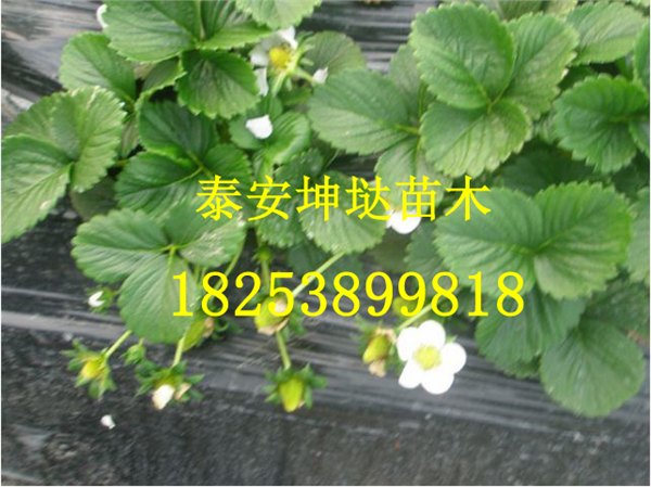 甜查理草莓苗基地