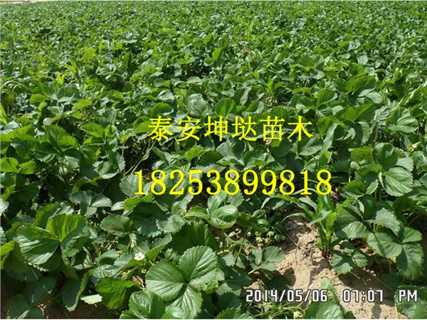 山东泰安哈尼草莓苗品种怎么样？