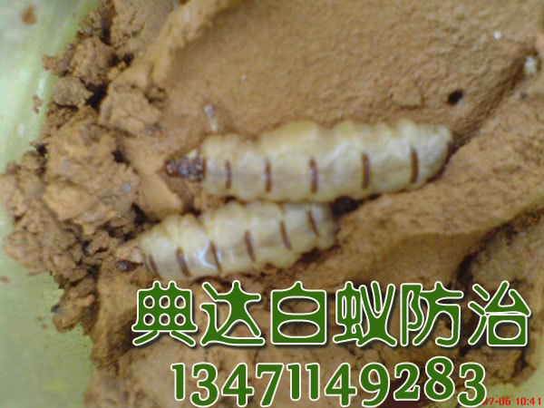 北海哪里有仓库灭白蚁，【荐】最大的白蚁防治