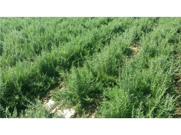 兰州黑枸杞种植技术公司哪家好：新疆黑枸杞育苗