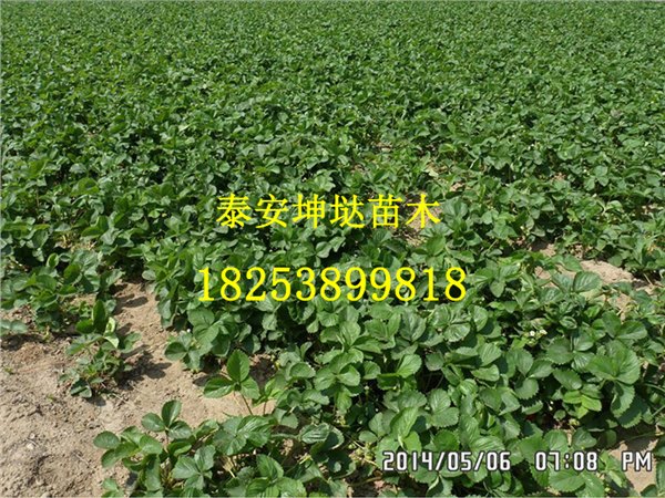 山东红颜草莓苗批发价
