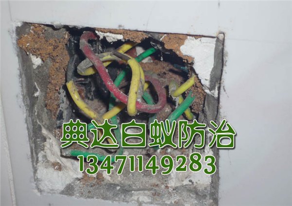 南宁白蚁防治哪家公司最好|广西最优质的南宁白蚁防
