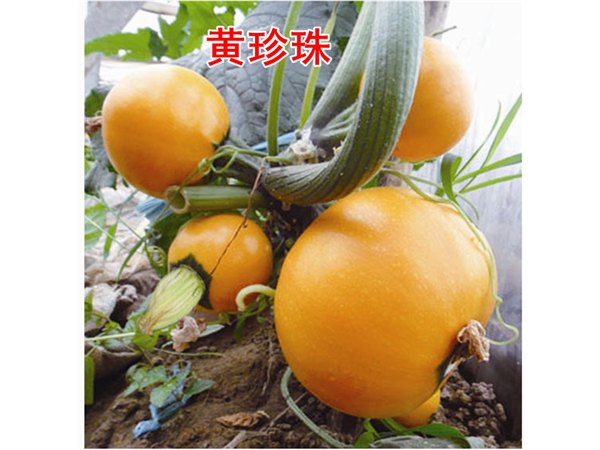 批发优质高产圆西葫芦种子——寿光万盛种业