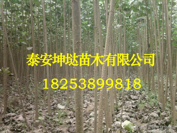 108速生杨树苗，优惠的107\108杨树苗出售