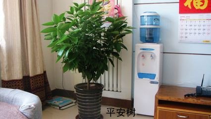 沈阳花卉租摆就到绿缘花卉租摆公司，送到家，摆到位