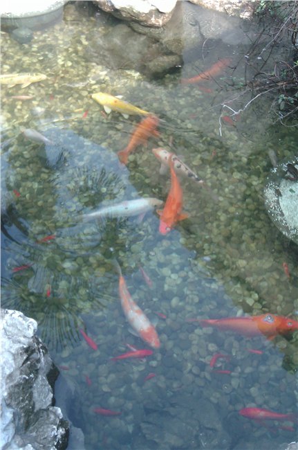 南京庭院鱼池生物净化系统设计。常年无需换水