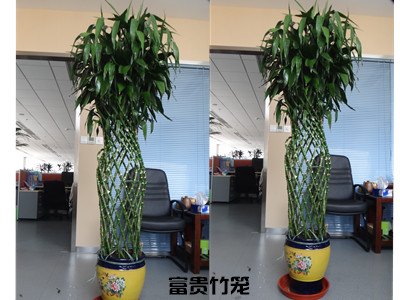 沈阳花卉租摆、绿植、苗木批发，绿植租赁，{亲情推