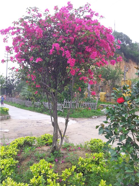 福州果树——实惠的花卉苗木出售
