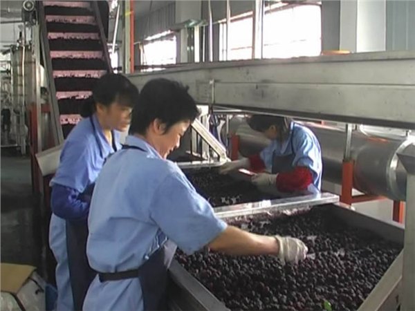 蓝莓汁加工设备、蓝莓饮料生产线、蓝莓汁生产线