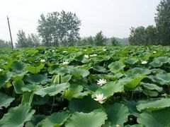 【厂家直销】品质最高，山东莲藕苗种植基地低价销售
