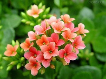 潍坊特价长寿花哪里有供应 山东长寿花