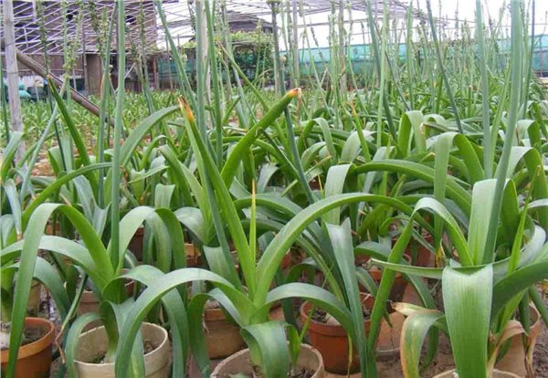 花卉盆栽维护：想要易种植的红豆杉就来辉鸿花卉