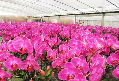 花卉大棚温室建设哪里找