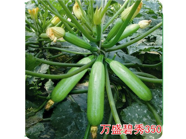 高产抗病强优质秋延西葫芦种子——寿光万盛种业