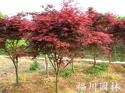 红枫价格，市场上优质的红枫在哪里可以找到