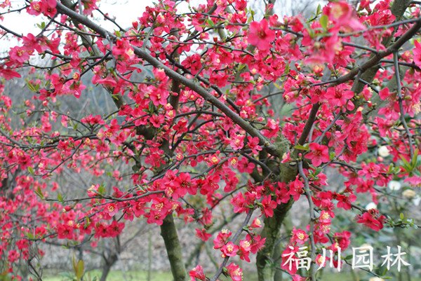 湖北贴梗海棠_低价贴梗海棠成都哪里有