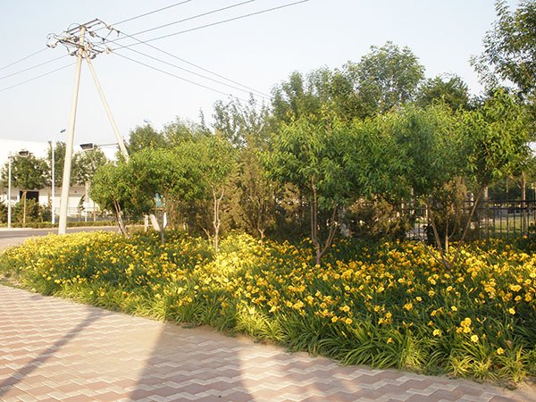 北京道路绿化设计公司|北京道路绿化施工公司