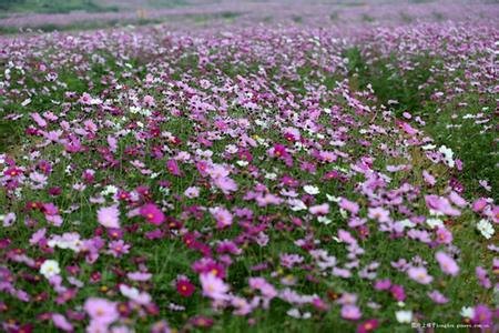 丽颖花卉基地供应最超值的波斯菊_青州波斯菊山东青
