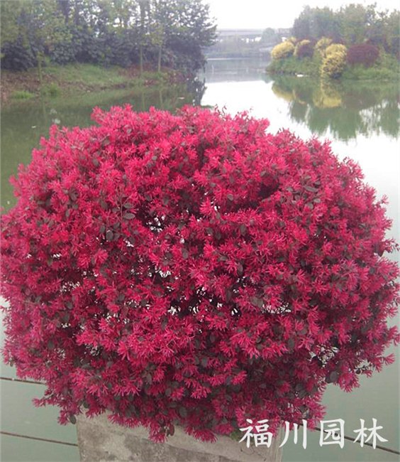 苗木批发：四川报价合理的红花继木