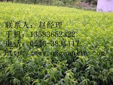 价格适中且成活率高的香山红油桃苗哪里有？