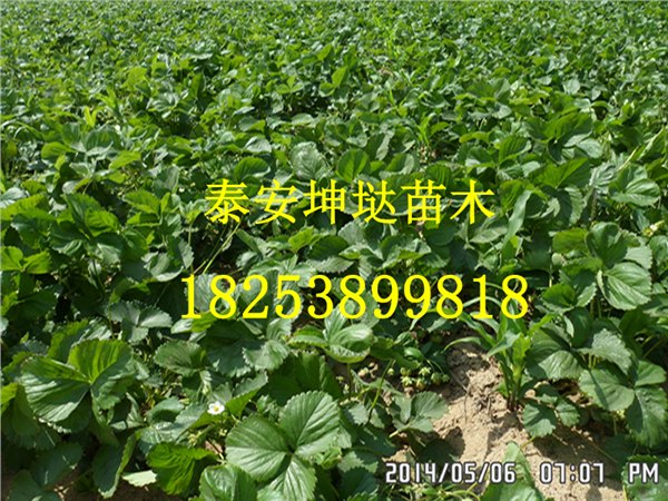 泰安牛奶草莓苗低价出售