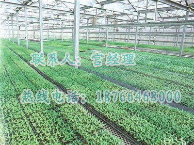 青州盛鸿温室出售优质连栋育苗温室 造价合理的连栋