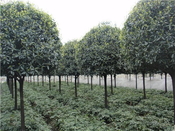 广西桂花_具有口碑的桂花市场价格情况
