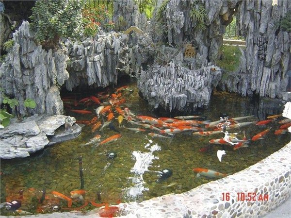常州市锦鲤鱼池水净化工程。水清澈见底