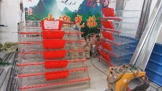 济宁自动集蛋鹌鹑笼-济宁自动集蛋鹌鹑笼公司