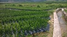 贺州果苗价格多少钱