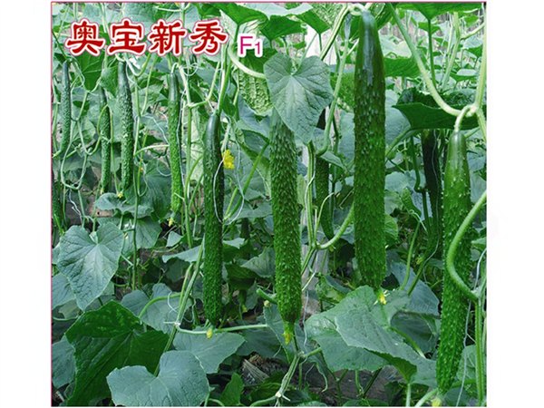 瓜条直把短刺密高品质黄瓜种子——寿光万盛种业