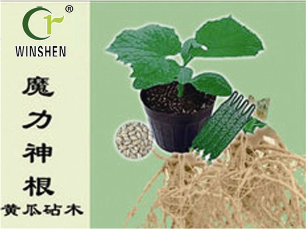 日本引进最好的黄瓜嫁接砧木种子——寿光万盛种业