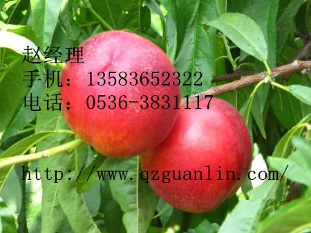 【青州冠霖】潍坊香山红油桃简单的自我介绍