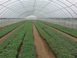 威海育苗温室 【荐】最好的育苗温室价位