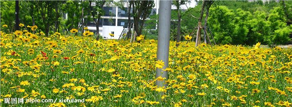 金鸡菊生产基地