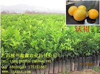广西沃柑苗一般价格要多少
