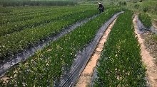 来宾黄金柑苗批发｜来宾哪里有黄金柑苗卖