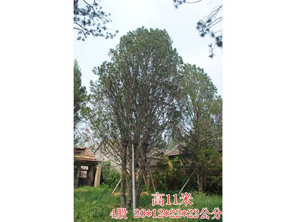 莱芜白皮松树苗_山东哪里供应的11米白皮松好