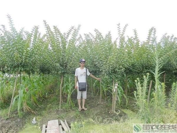 浙江 紫薇价格 苗农在线