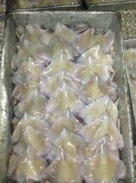 冷冻鱿鱼嘴海洋中的软体动物