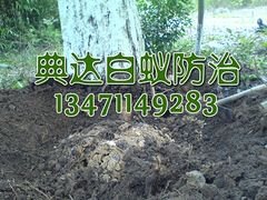 南宁绿化园林白蚁防治——一流的园林树木白蚁防治【